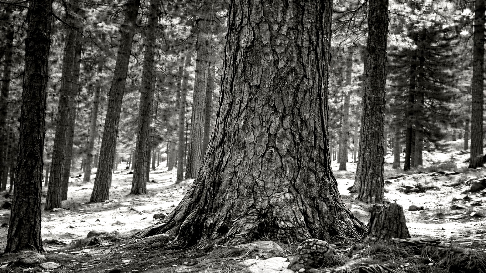 Where it began — managed European forest, the source of Timberzone's oak